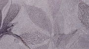 Плитка из керамогранита Kerama Marazzi VT/C437/11037R Бордюр Магнолия 3 матовый обрезной 30x7,2x9